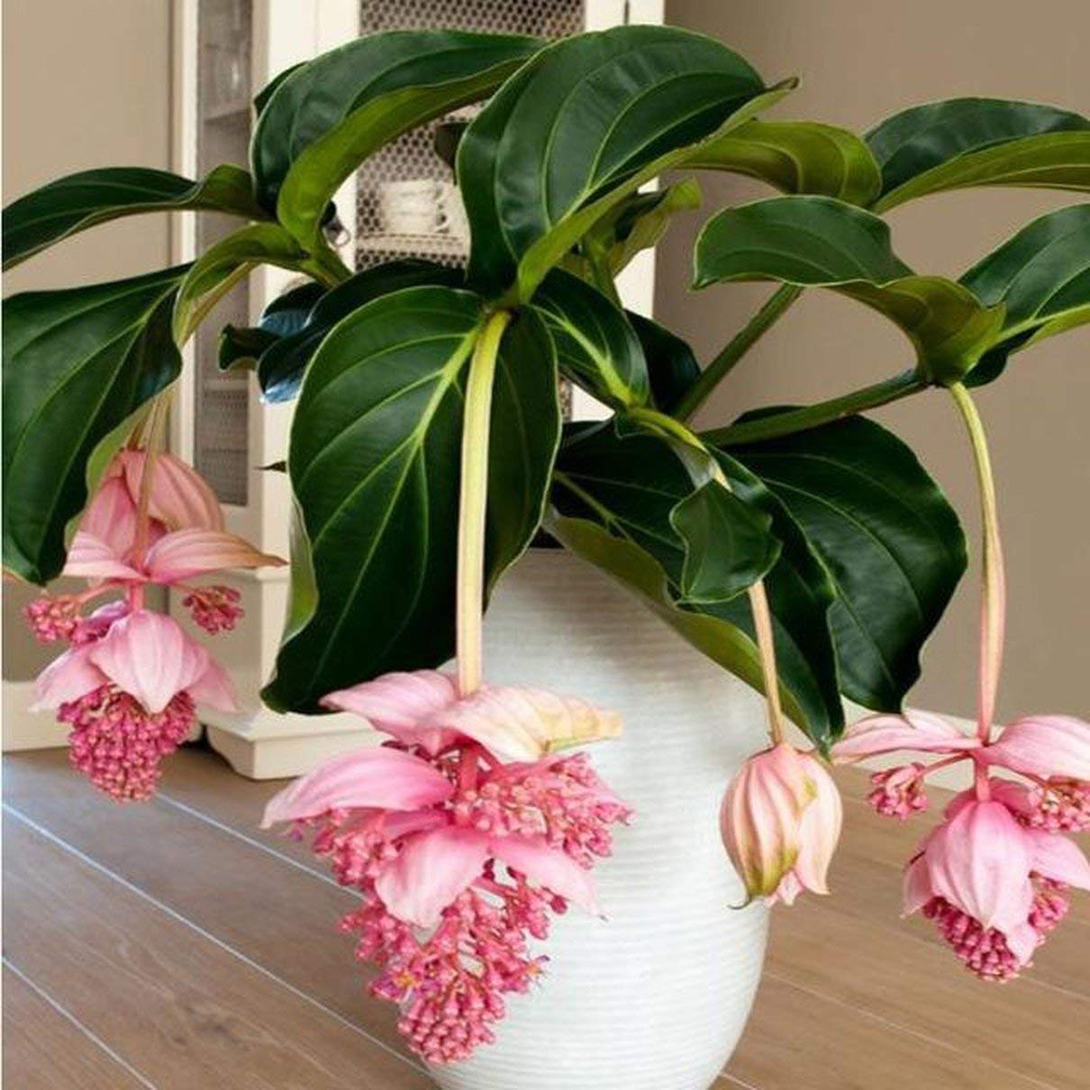 fghfhfgjdfj 100 Unids/Pack Semillas de Flor de Linterna Colgante ...