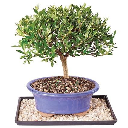 Patio Lawn Garden 5 Years Old 8 To 10 Tall With Decorative