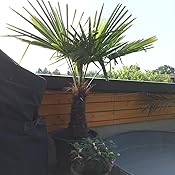 Chinesische hanfpalme Chinesische hanfpalme