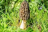 KIRA SEEDS - Black Morel Mushrooms Spores