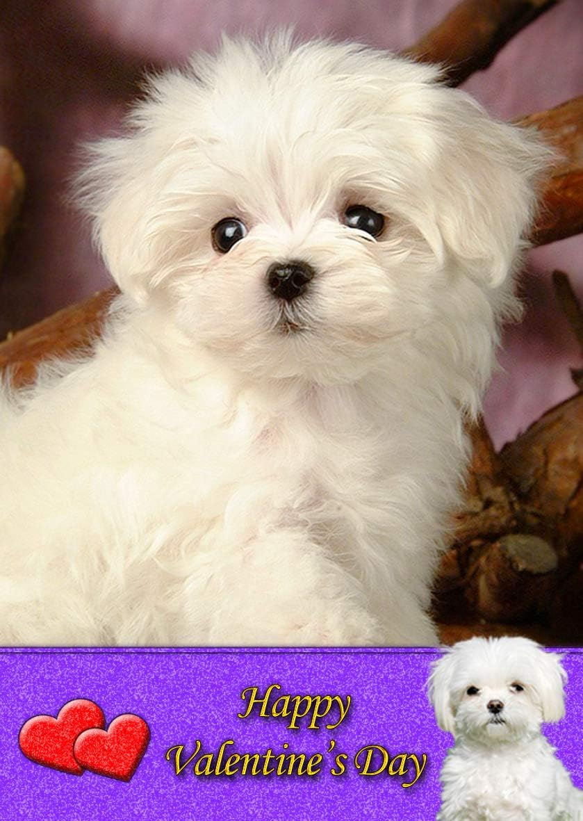 Maltese Dog Valentines Day Card Amazon.co.uk Office Products