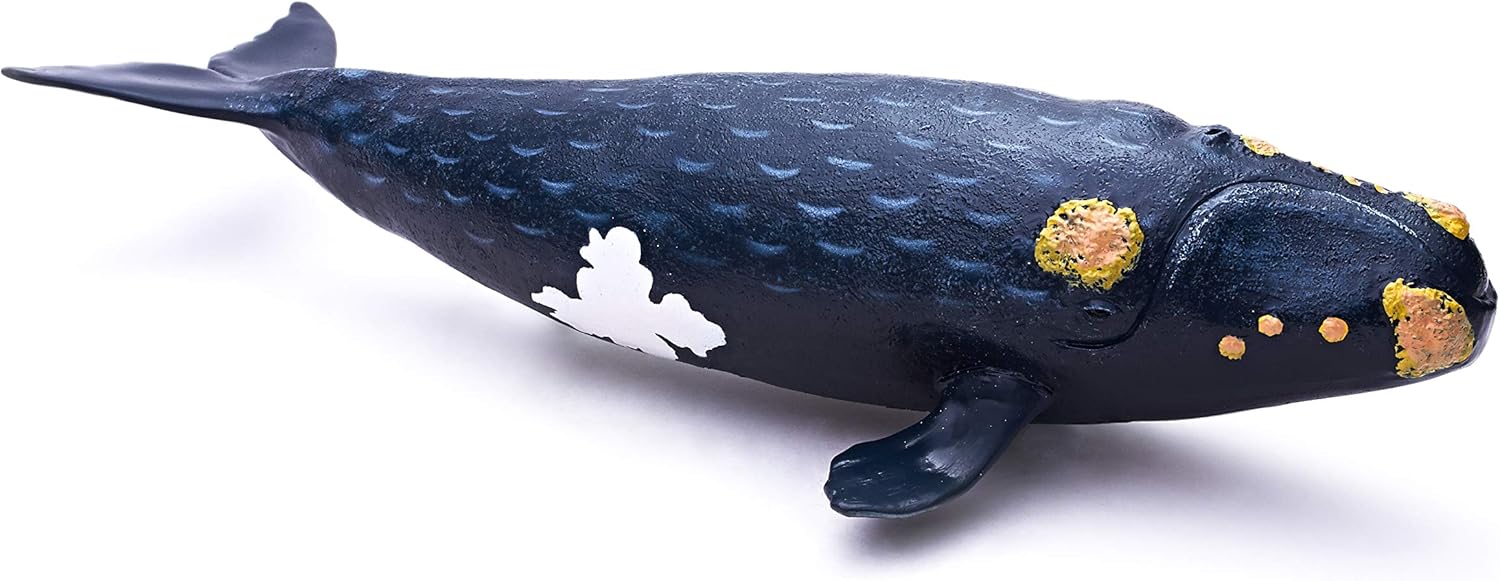 RECUR Right Whale - Realistic Hand Painted Northern Pacific Right Whale Toy Figurine Model, 12.2inch Ocean Life Black Whale Figure Toys 1:55 Replica, Collection Gift for Children Boys Girls Ages 3+