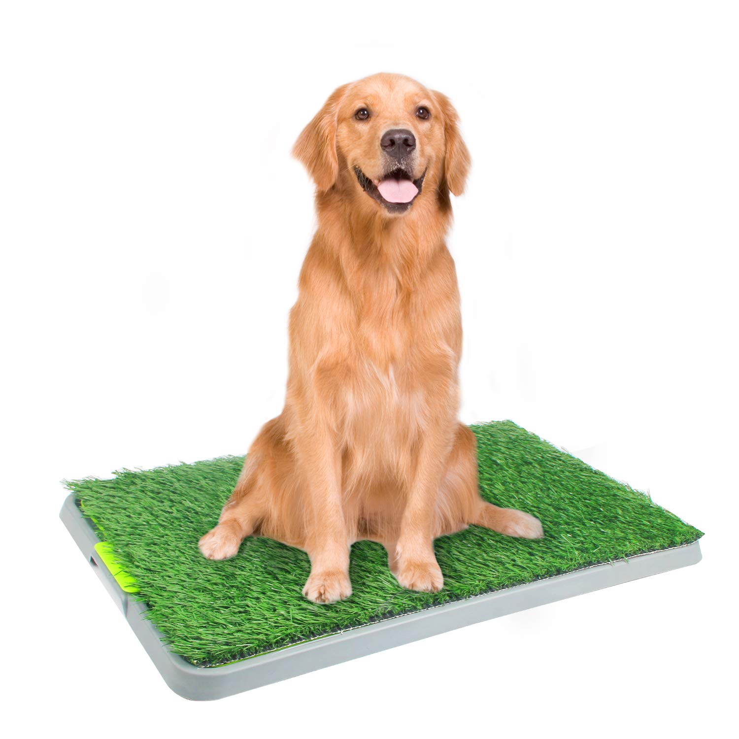 large dog potty grass