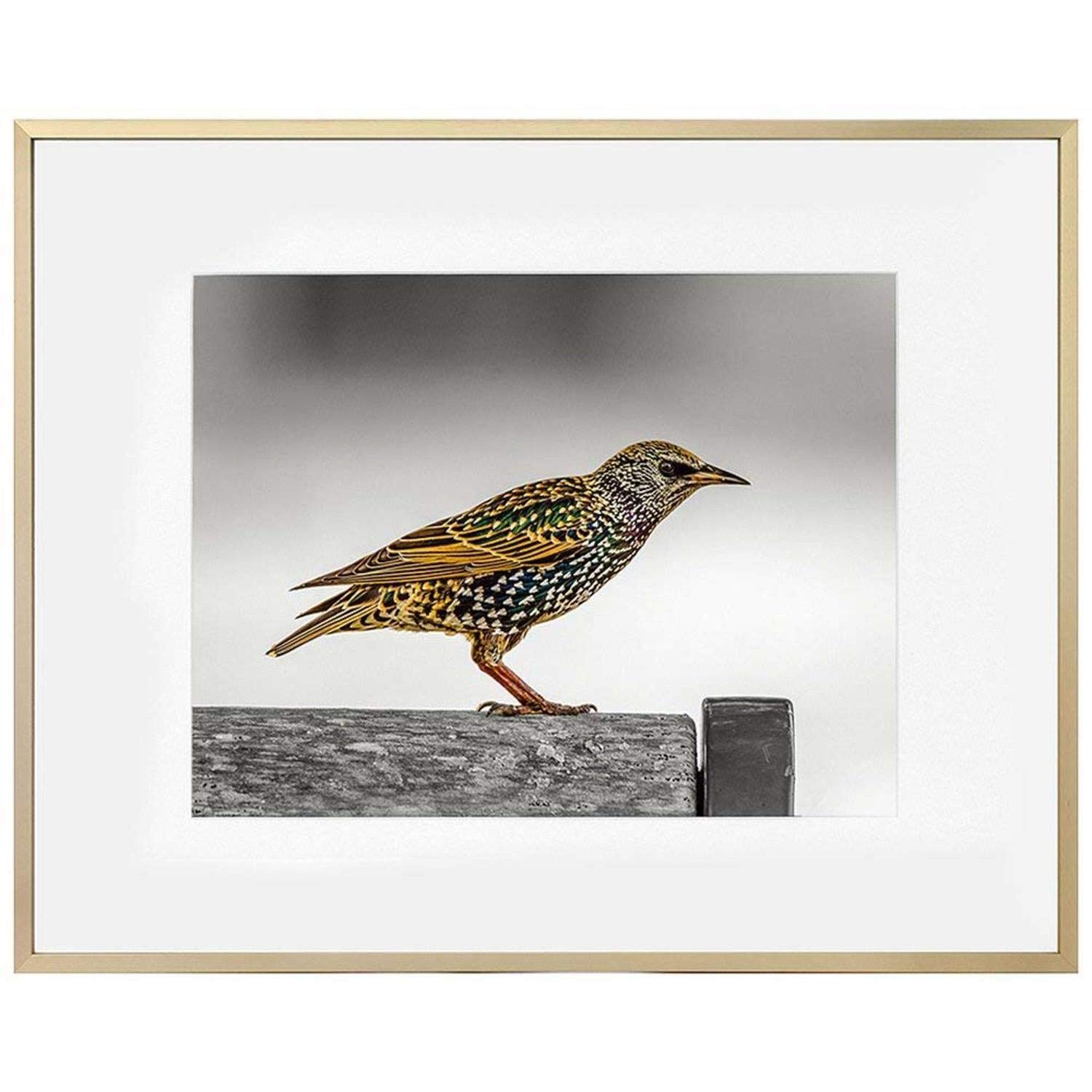 Golden State Art 16x20 Picture Frame - Gold Aluminum (Shiny Brushed) - Fit Photo 11x14 with Ivory Mat or 16x20 Without Mat - Metal Frame Wall Mounting - Real Glass (16x20, Gold)