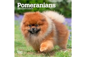 Pomeranians | 2026 7 x 14 Inch (Hanging) Monthly Mini Wall Calendar | BrownTrout | Animals Small Dog Breeds