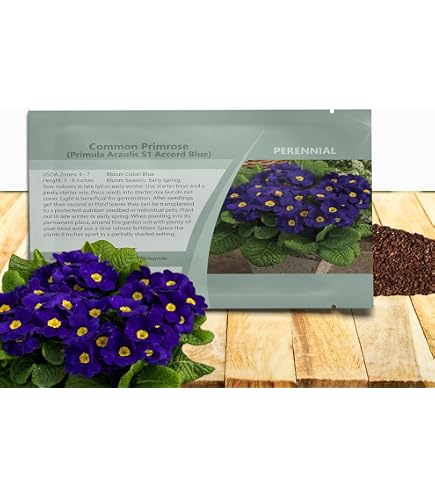 umbrella plant seeds Schefflera Arboricola 'Dwarf Umbrella Plant' Seeds