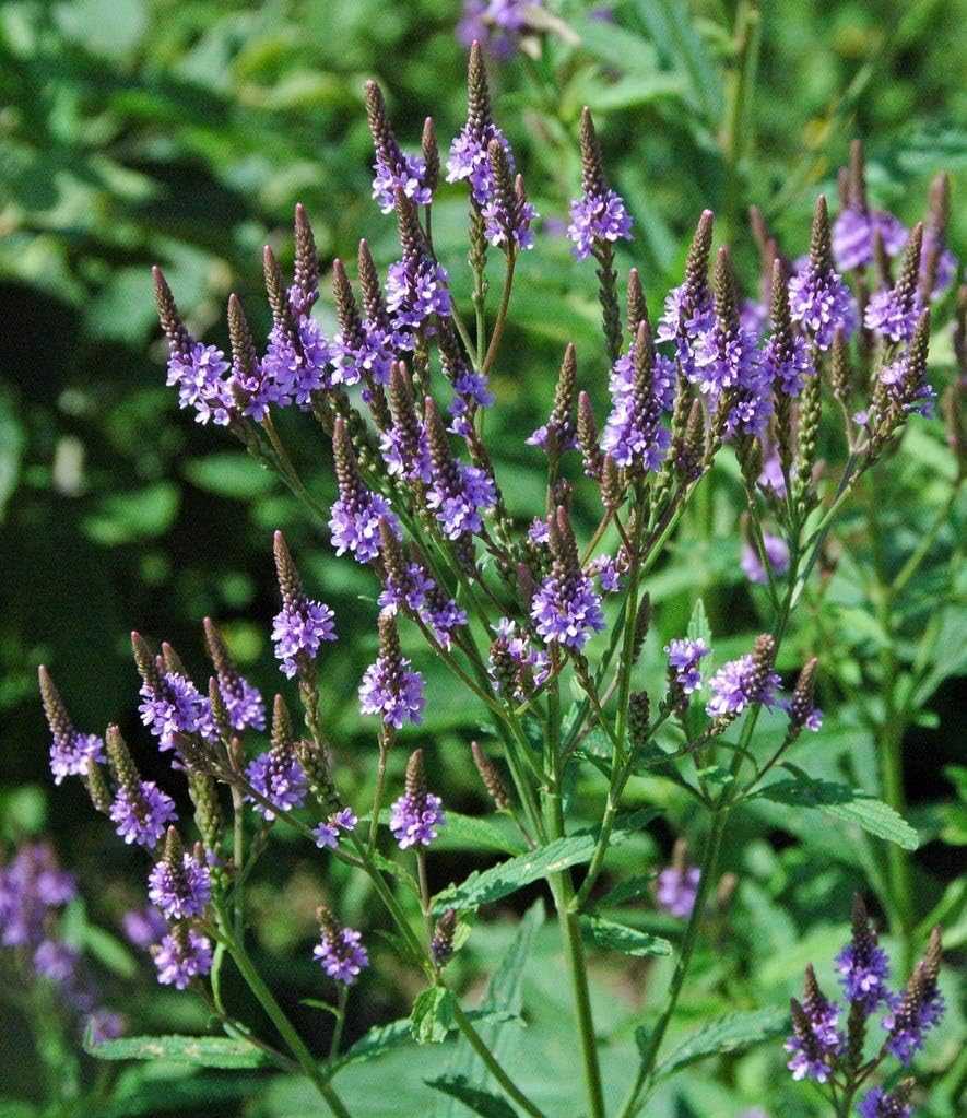 1 oz Seeds (Approx 100000 Seeds) of Verbena hastata, Blue Vervain