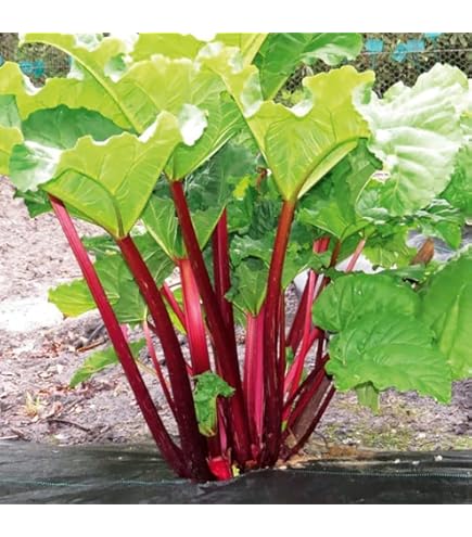 Rubarb Rubarb - Victory Of Love 7インチ Amazon.com : Victoria Red Rhubarb 25 Seeds-Perennial - Easy