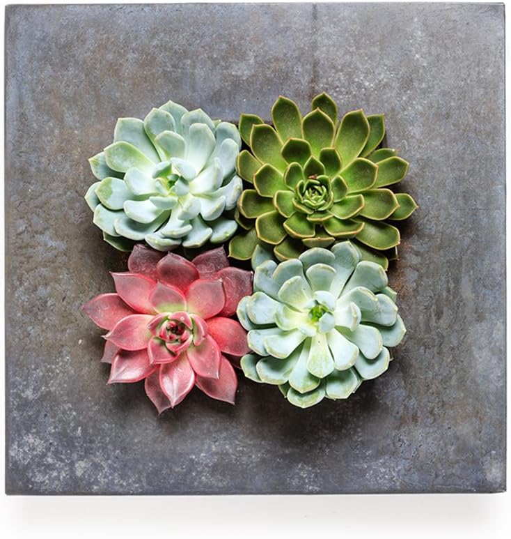 INDOOR PLANT - QUAD LIVING WALL - EMPTY FRAME also available fully assembled with live succulent plants. Our exclusive wall art planters create stunning and unique living art for home, office, events, interior design schemes. L36cm x H36cm x W9cm Lightweight Zinc Frame High quality designer indoor plants from The Urban Botanist (Empty - frame only)