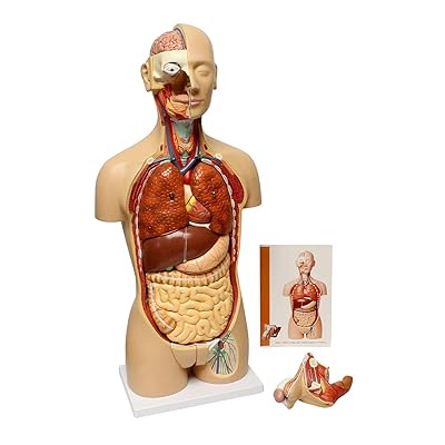 Buy Monmed نموذج الجذع البشري وndash حجم الحياة جسم الإنسان نموذج دمية التشريح مع الأجهزة القابلة للإزالة 3d نموذج الجهاز البشري Online In Bahrain B07nntn5xg