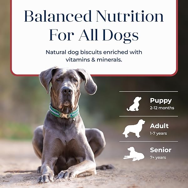 BLUE BUFFALO BASICS CRUNCHY DOG BISCUITS FOR SKIN & STOMACH CARE, LIMITED INGREDIENT DIET DOG TREATS, SALMON & POTATO RECIPE, 6-OZ. BAG