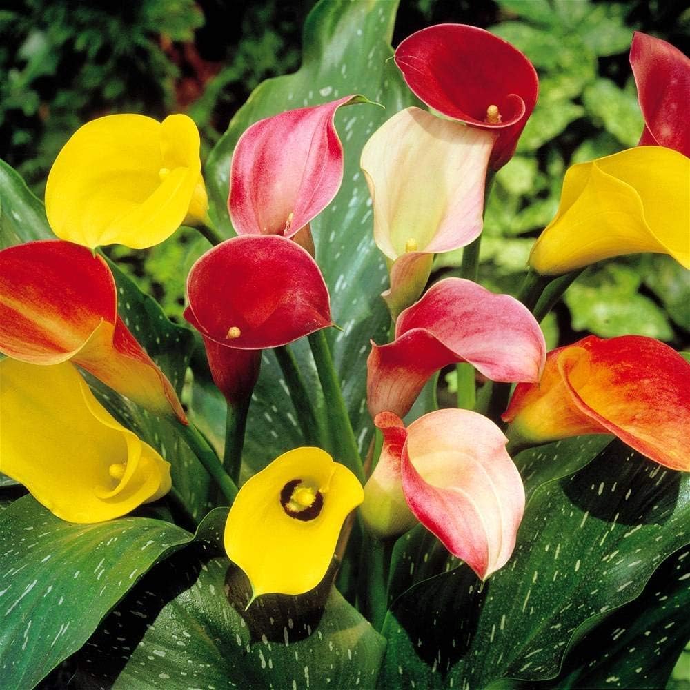 Amazon Com Zantedeschia Mix Calla Lily 3 Flower Bulbs Flowering Plants Garden Outdoor