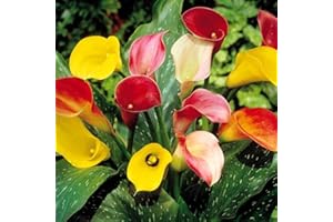 NETHERLAND BULB Zantedeschia Mix Calla Lily - 3 flower bulbs