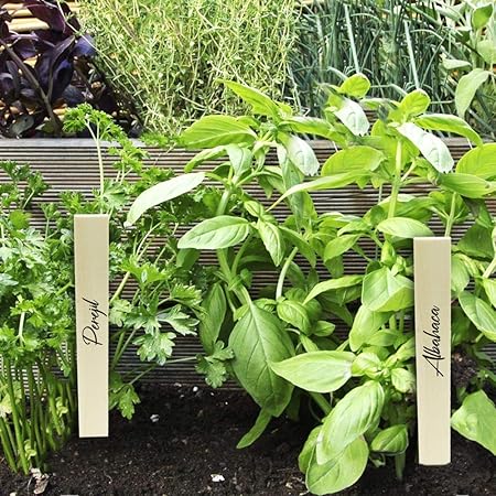 PrimeMatik - Estacas de Madera de 20cm para etiquetar Plantas. Kit ...