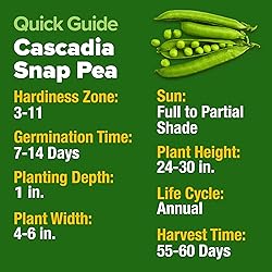 HOME GROWN - Snap Pea Seeds for Planting