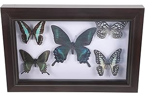 HOMSFOU Framed Butterfly Shadow Box Butterfly Specimen Unique Entomology Lover Present for Home Wall Decor