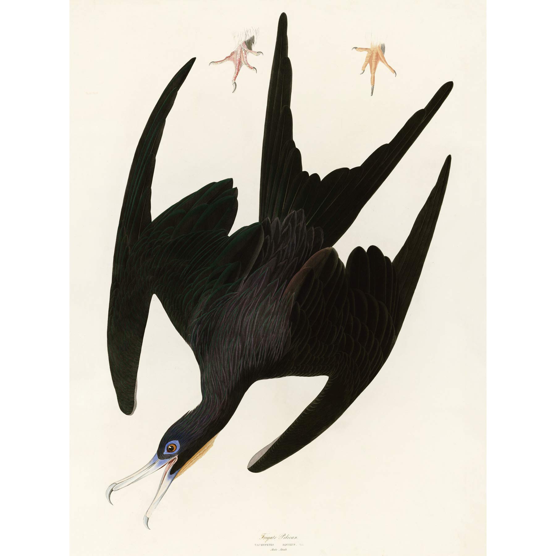 Artery8 Audubon Birds Frigate Pelican Painting Large Wall Art Poster Print Thick Paper 18X24 Inch