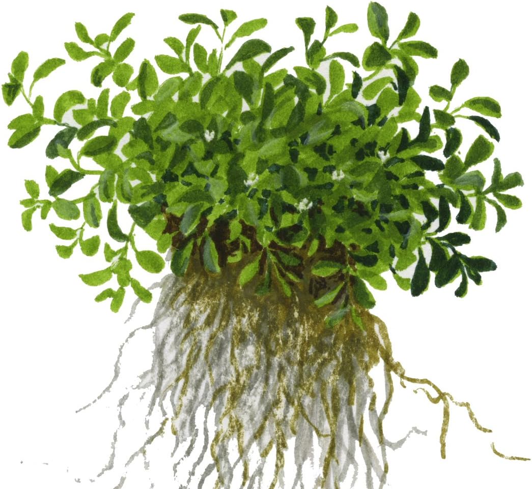 Tropica Glossostigma Elatinoides 1 2 Grow