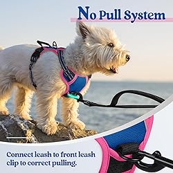 rabbitgoo Dog Harness No Pull with 2 Leash