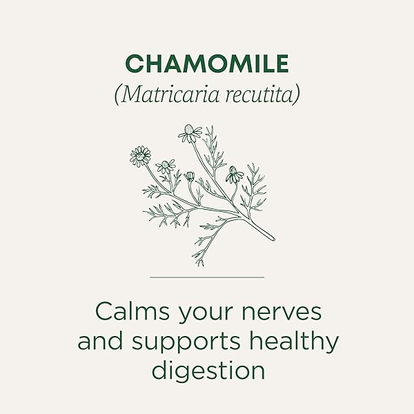 TRADITIONAL MEDICINALS TEA, ORGANIC CHAMOMILE, CALMING, CALMS YOUR NERVES, SUPPORTS HEALTHY DIGESTION, 96 TEA BAGS (6 PACK)