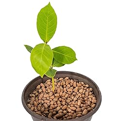 Gardenera Expanded Clay Pebbles for Plants