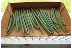 Vanilla Planifolia Vine Vanilla Orchid Flat Leaved Vanilla Flavour Endangered 35+ Seeds