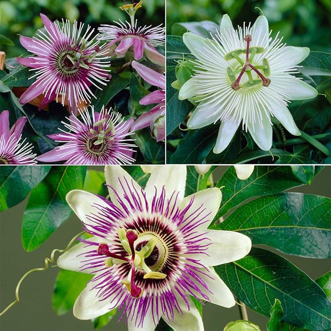 3 Potted Climbing Passion Flower Plants in 9cm Pots Amazon.co.uk
