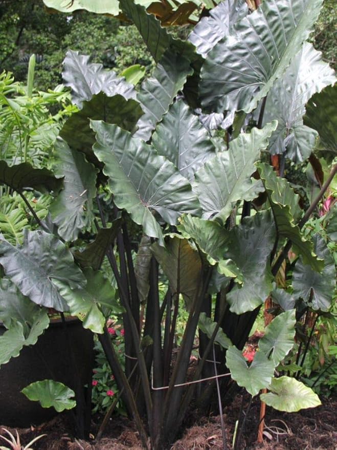 Alocasia Plumbea Nigra Black Elephant Ear 2 Starter Plants Garden Outdoor Amazon Com