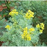 Earthcare Seeds Rue 150 Seeds (Ruta Graveolens) Heirloom - Non GMO - Open Pollinated