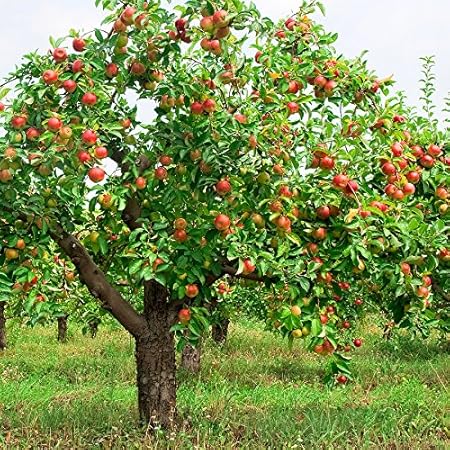 Creative Farmer Fruit Seeds : Apple - Red/Orange Flush Seeds For Gardening Fruit Seeds Pack