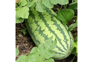 Generic 50 Congo Watermelon Seeds for Planting Heirloom and Non GMO 7 Grams of Seeds Garden Vegetable Bulk Survival Zones 3-12, green