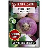 Sow Right Seeds - 5000 Purple Top Turnip Seed for Planting Bulk Jumbo Pack | Plant cold hardy non-GMO heirloom white globe turnips for outdoor home vegetable garden. Root veggies for spring or fall.