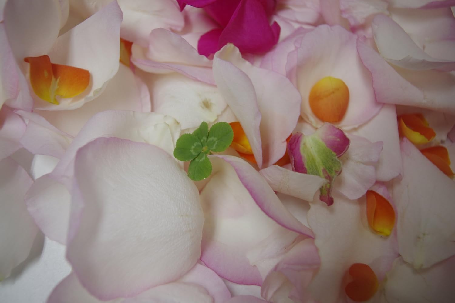 Amazon お風呂に入れるバラ バラ風呂用 バス用品 ホーム キッチン オンライン通販