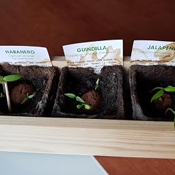 Kit Autocultivo