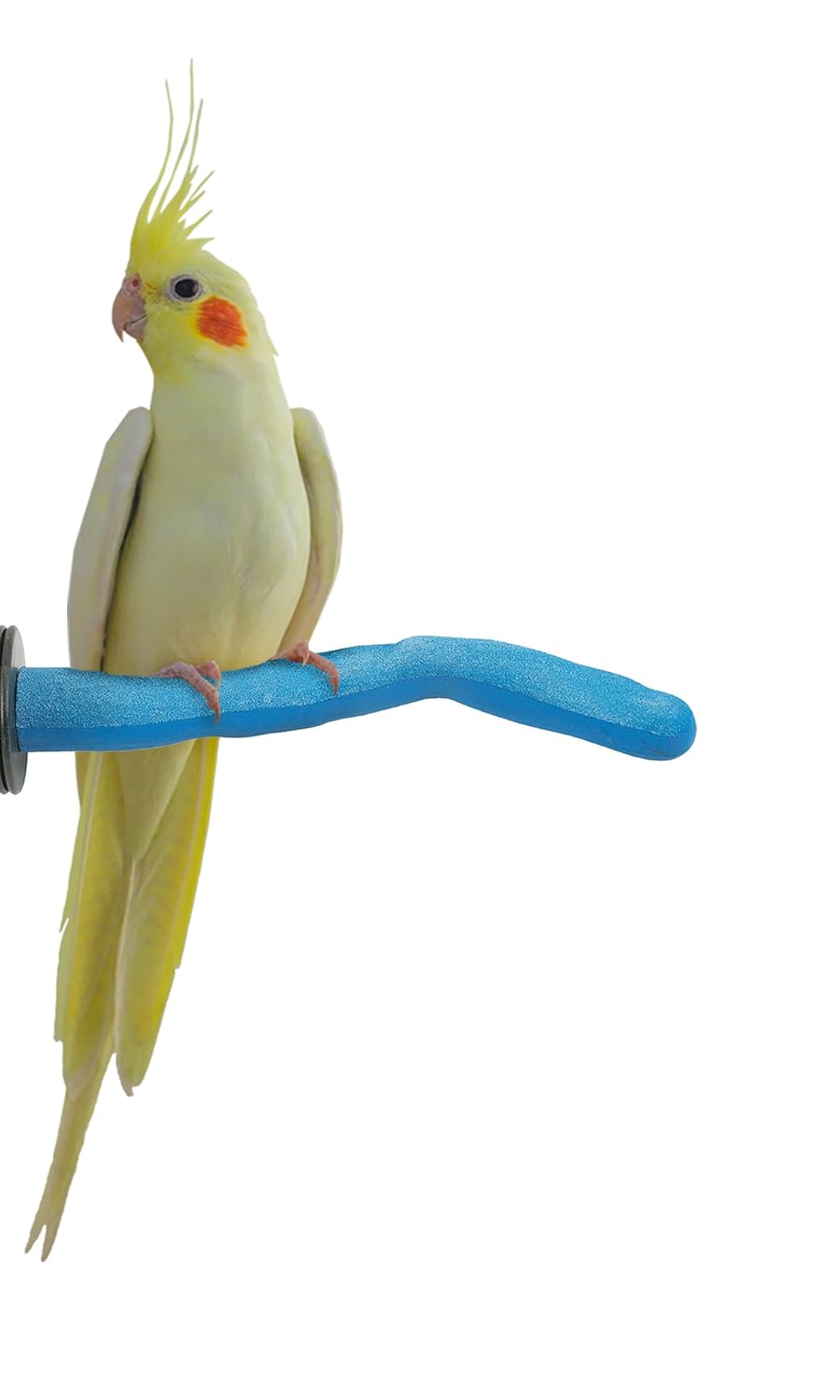 Canaries Finches Etc. Budgies Acrylic With Cement Perch Bird Swing