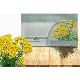 Outsidepride Tansy Seeds - 5000 Pcs. Perennial, Easy to Grow &amp; Low Maintenance, Herb Seeds for Planting Aromatic &amp; Vibrant Yellow Button-Like Blooms, Great for Versatile Uses &amp; Pollinator Gardens