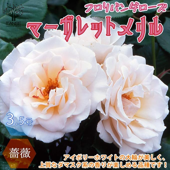 Jozpictsigmnc 最新 薔薇の名前で無いものは次のうちどれ 269639