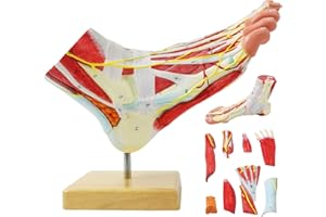 Generies Natural Large Foot Anatomical Model 9 Parts with 81 Digital Signs and Corresponding Text Descriptions,Icluding Bones, Muscles, Ligaments, Nerves, and Blood Vessels of The Human Foot