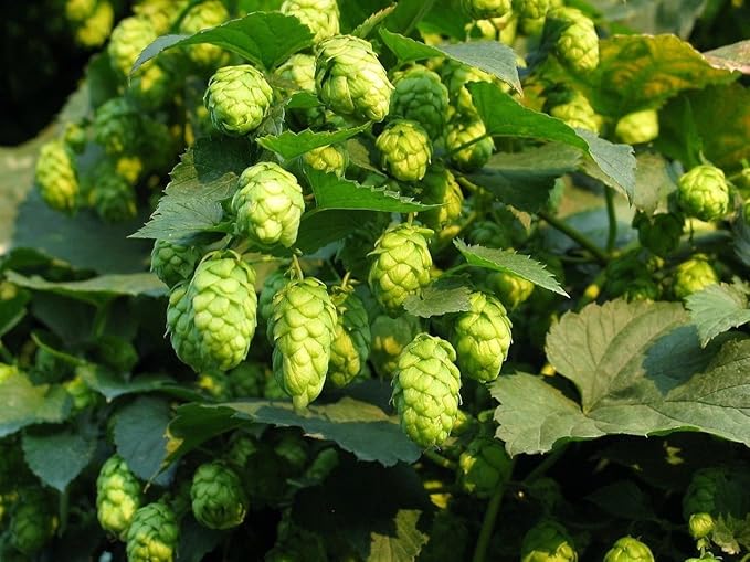 GERMAN MAGNUM HOP SEED BULK 100 SEEDS HOPS AROMA CASH