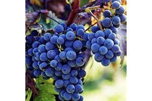 VISTATU 100+ PCS Heirloom Purple Concord Grape Vine Seeds for Lush Fruitful Gardens Perfect for Growing Your Own Grapes Seed for Planting