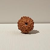 8 Mukhi Rudraksha Eight Face Rudraksh Eight Mukhi Natural Rudraksha Nepal bead - Lord Shiva - Meditation - Chanting Nepal Bead Lab Certified, Showing as image