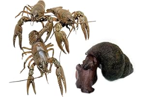 Toledo Goldfish Live Crayfish and Trapdoor Snail Combo, Live Ornamental Species Perfect for Ponds, Tanks or Aquariums - 5 of Each, 10 Total Count