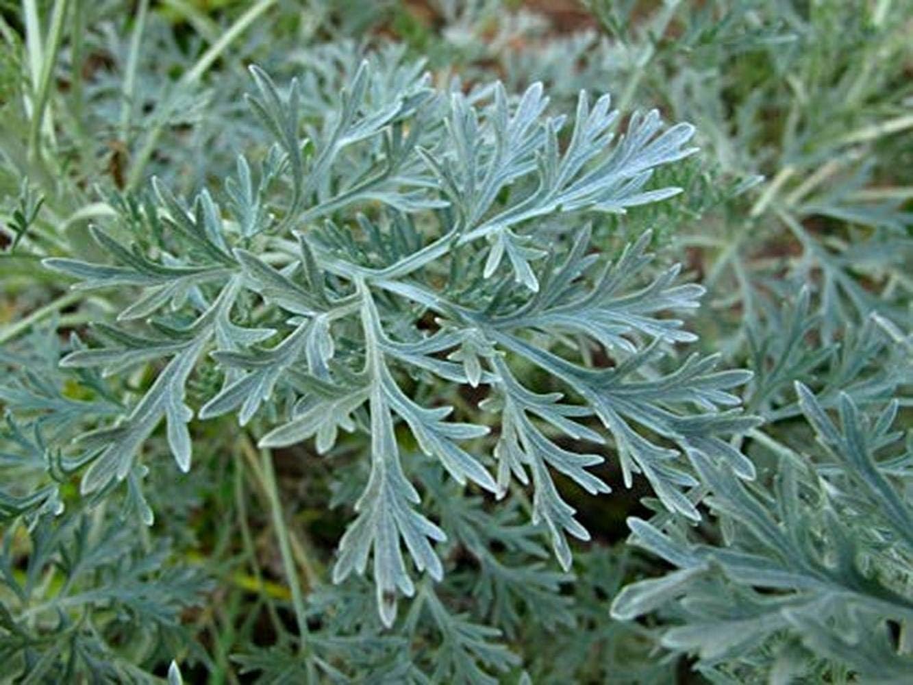 Wormwood 500+ Seeds Medicinal HERB Artemisia