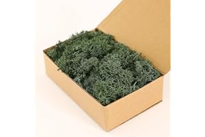 Dallisten Moss Preserved, Craft Reindeer Green Decorative Moss for Enchanted Forest Decorations, Fairy Garden, Party, Art Wall, Indoor Potted Plants,Table, Terrariums, Bonsai Decor (4Green,3.6OZ)