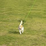 Vivifying Reflective Floating Long Dog Lead 10M 32ft Green with Soft Handle view 9