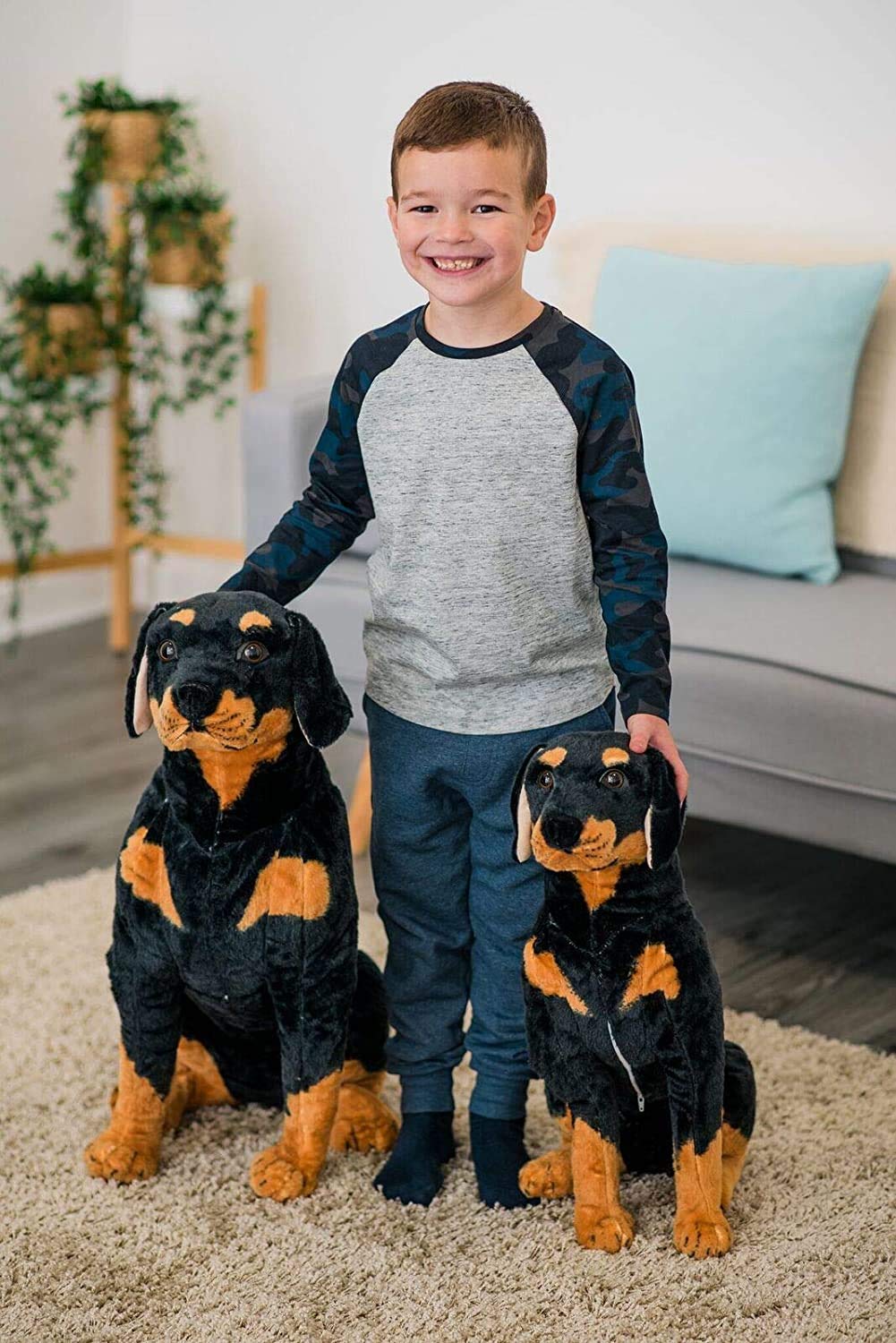 teddy bear rottweiler