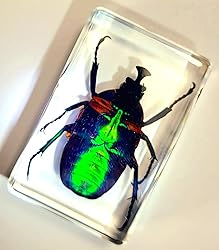 44mm Real Unicorn Green Rose Chafer Beetle in