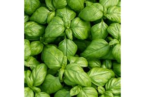 Sweet Basil – Genovese (1200 Seeds) Heirloom Non-GMO Annual Herb | Classic Italian Pesto Basil | Indoor & Outdoor Herb Garden