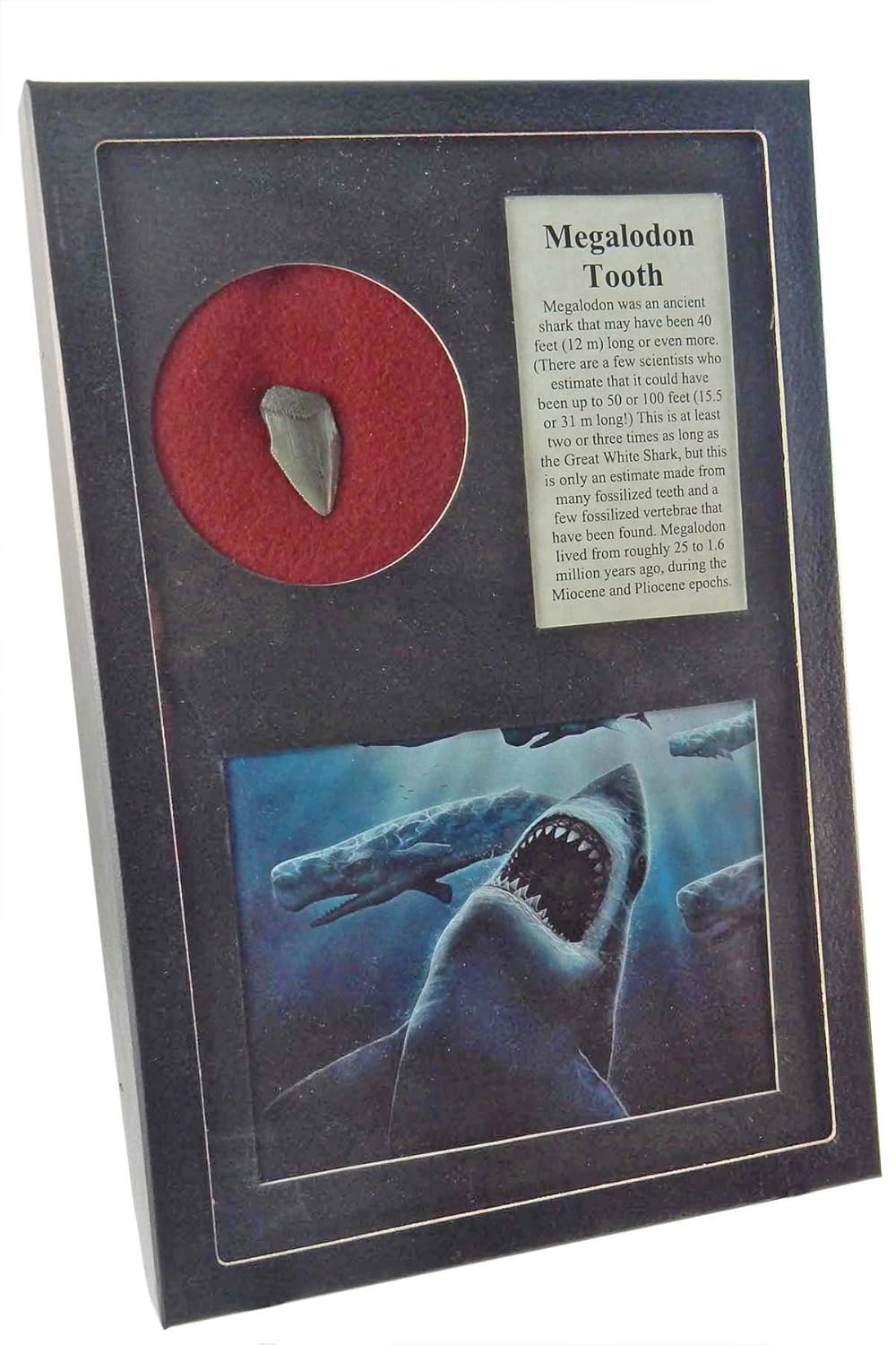Authentic Million Year Old Shark Tooth - Megalodon in Frame Case w/ Beverly Oaks Certificate of Authenticity