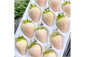 328 PCS Climbing Strawberry Seeds,NO-GMO Heirloom Seeds, Fruit Productive Seeds for Home & Garden Indoor (C20 White)